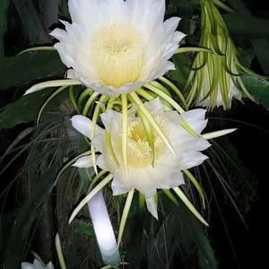 Meet your Posher, Hien